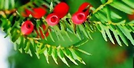 taxus